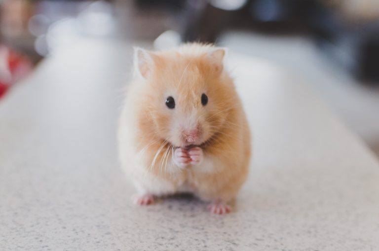 New England Veterinary Clinic - Mouse