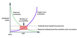 Pet Vaccination chart showing the window of susceptibility