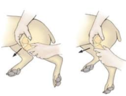  Cranial drawer motion to detect unstability from CrCL disease