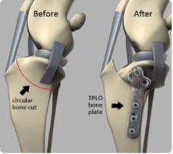 Tibial plateau- leveling osteotomy (TPLO) diagram