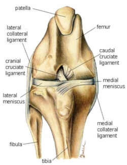 Anatomy of the stifle joint showing the cranial + caudal  cruciate ligaments and meniscal cartilages  