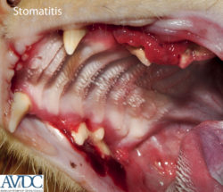 Photo showing a cat with Chronic Ulcerative Paradontal Stomatitis