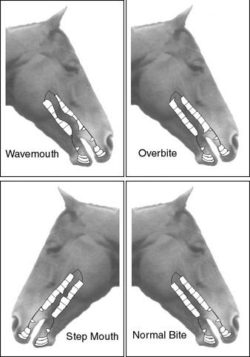 Dental care becomes apparent in horses showing poor chewing of food which can cause colics and quitting of food