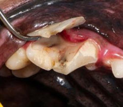 Slab fracture in dog teeth are reasonably common after chewing hard things or an accident