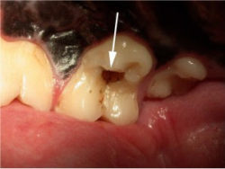 In dogs and cats cavities are relatively uncommon and are usually only found while a vet is doing a cleaning