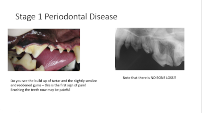 Stage 1 periodontal disease in a dog meaning very mild plaque with little to no gingivitis