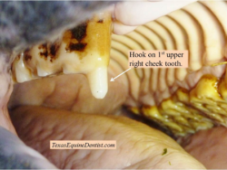 hooks on the cheek tooth of a horse can cause difficulty eating