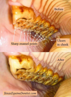 hooks on the sides of a horses teeth can lead to mouth ulcers and dietary problems  