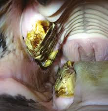 severe shear mouth in a horse creates great difficulty achieving a strong sideways chew