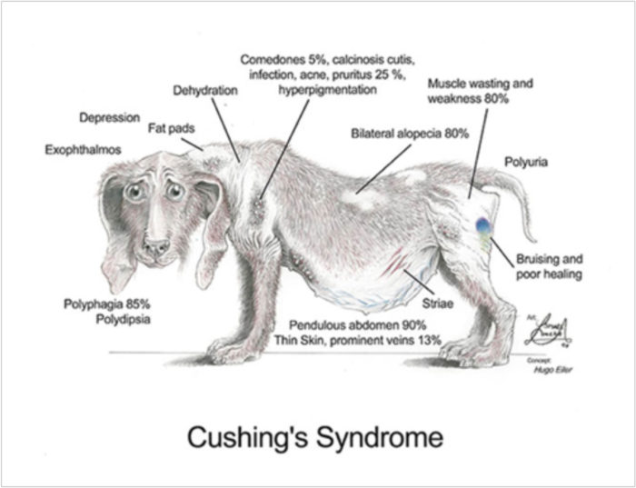 Cushings Disease In Dogs Causes Diagnostics Treatments New