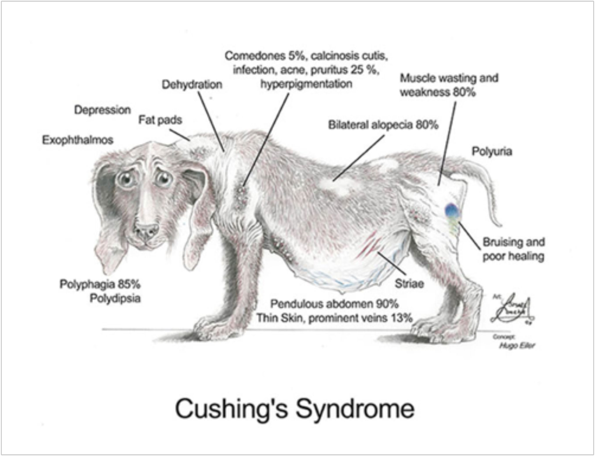 How to Test for Cushing'S Disease in Dogs