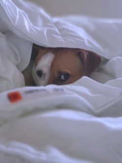 A dog cowering due to a storm phobia 