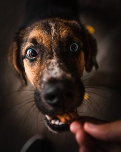 Treats can help reduce a dogs anxiety when a storm approaches