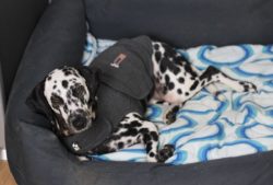 Thunderclap jackets can reduce a dogs anxiety in a storm