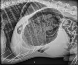 This X-ray shows what the stomach looks like when it is bloated and twisted - the gas cannot move out of the stomach and continues to accumulate. 