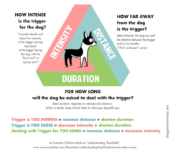 Managing Stimuli in puppies as part of New England Vet Services Puppy Preschool