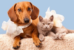 New England Veterinary Services place picture