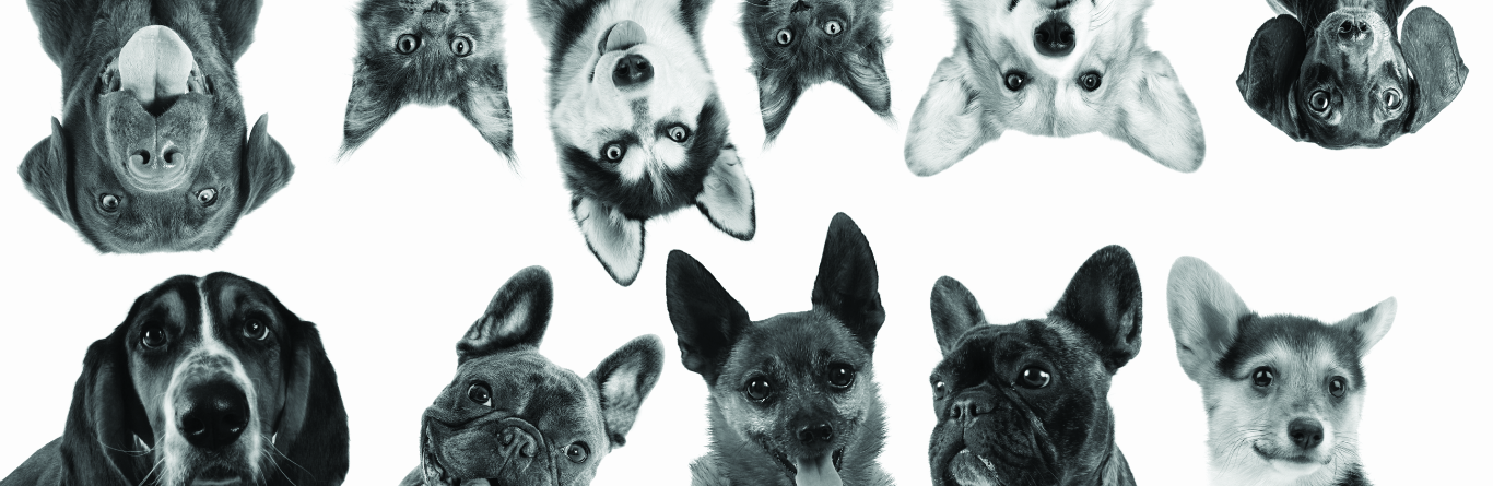 animal-collage