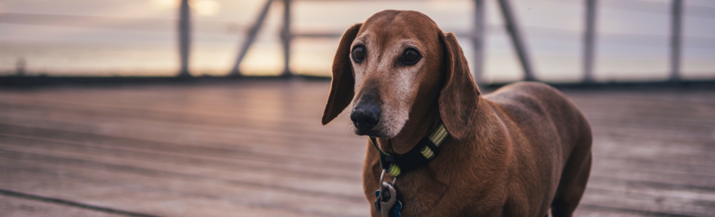arthritis-in-dogs