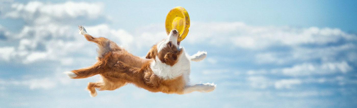 cruciate-disease-in-dogs