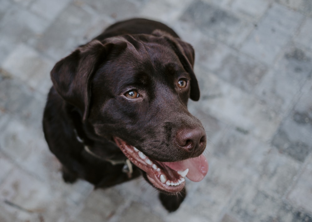 Dental care for your pet