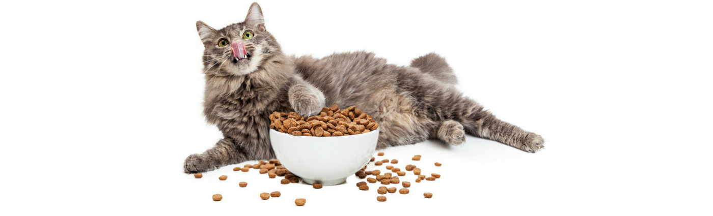 fat-cat-at-risk-of-diabetes