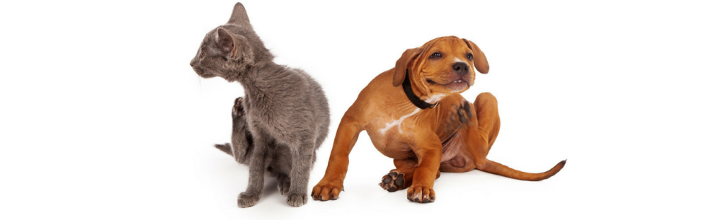 Itchy Pets