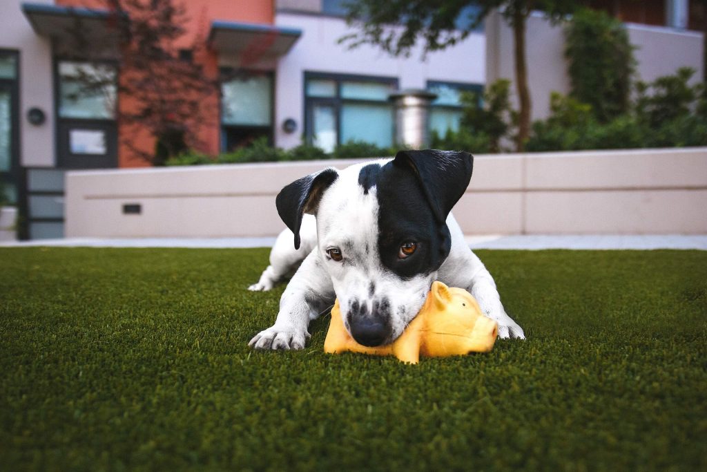 Puppy Preschool