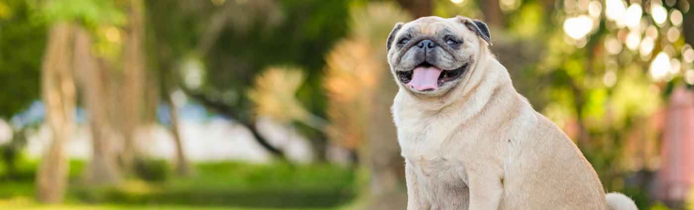 obese-dogs-in-armidale