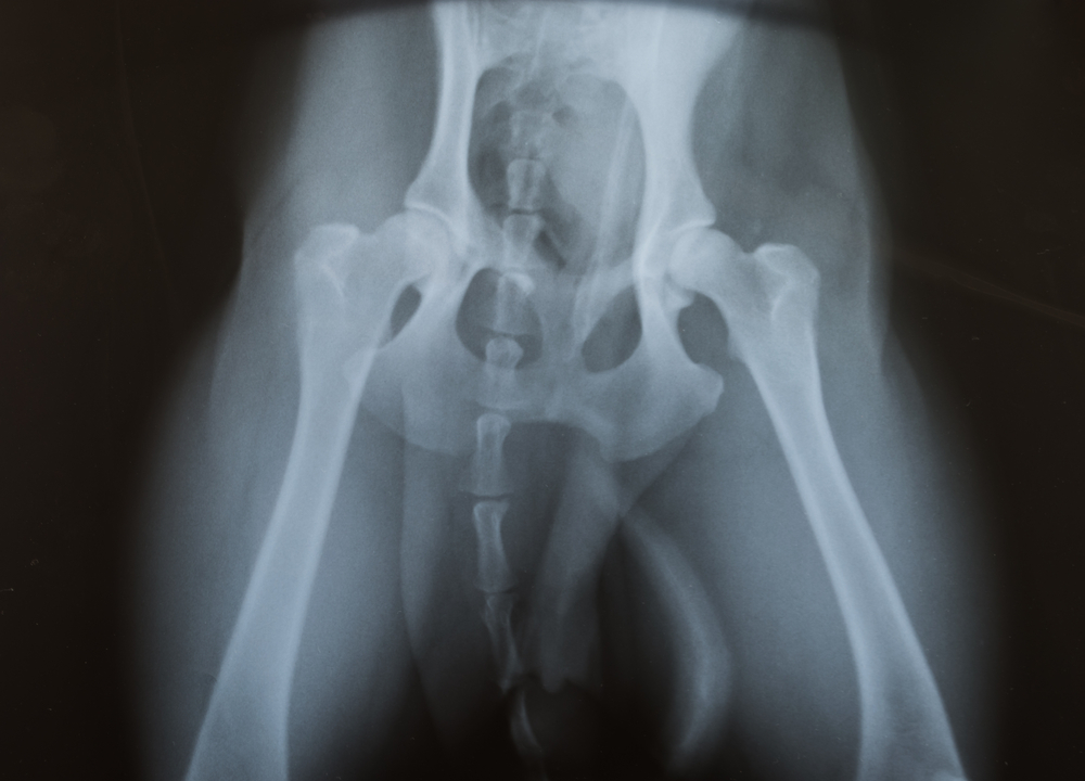 PennHIP screening x-rays now in clinic