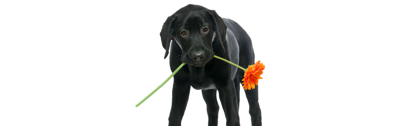 pet-behavioural-problems