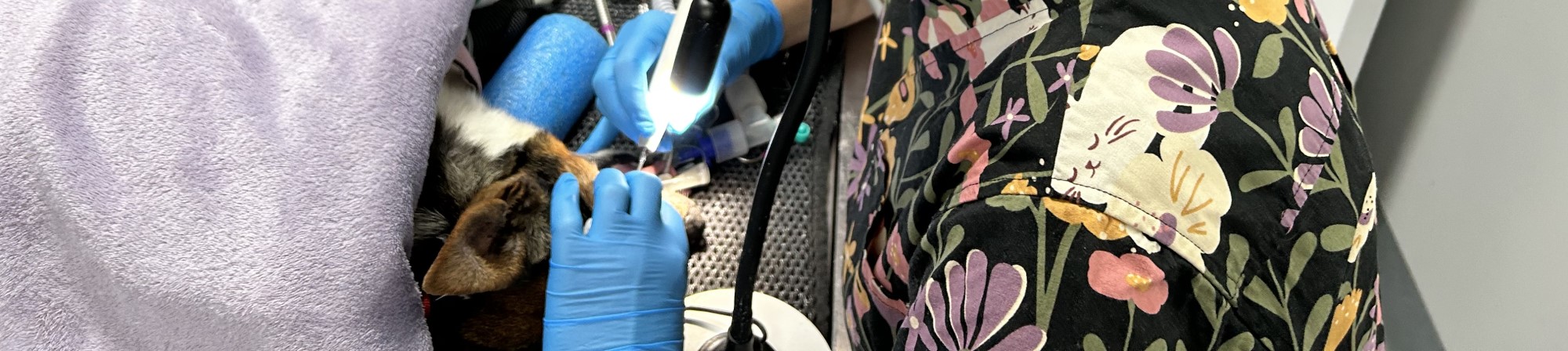 pet dentistry zoom