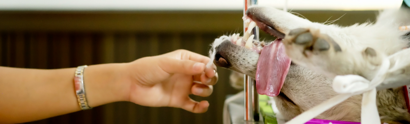 pet-dog-in-surgery
