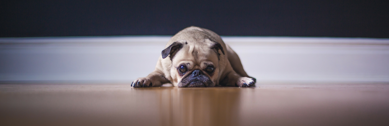pug-with-worms-looking-sad