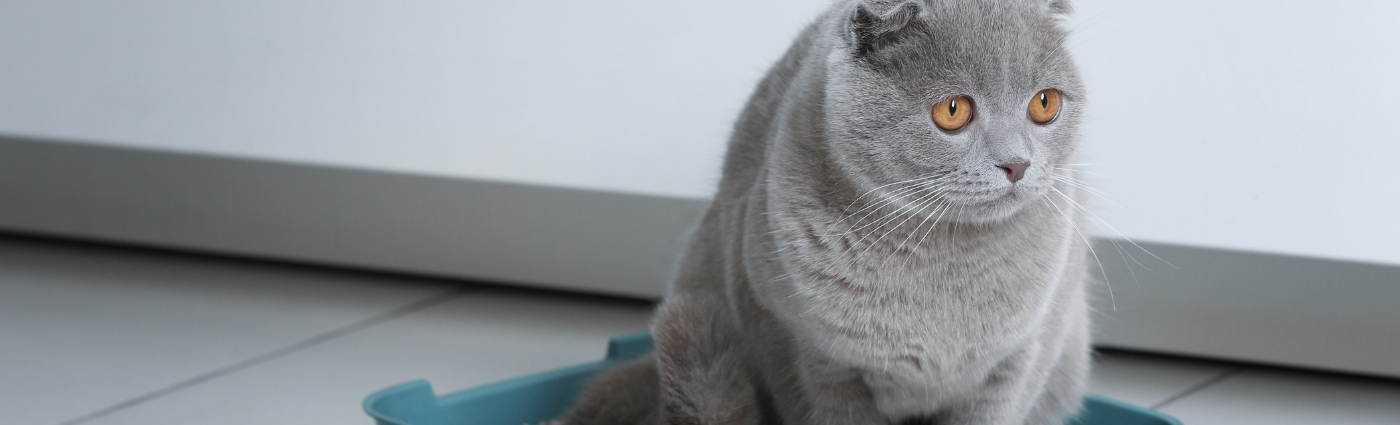 urinary-problems-in-cats